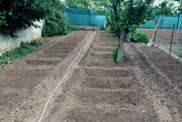 Με πόσες ντοματιές βγάζω τη χρονιά;