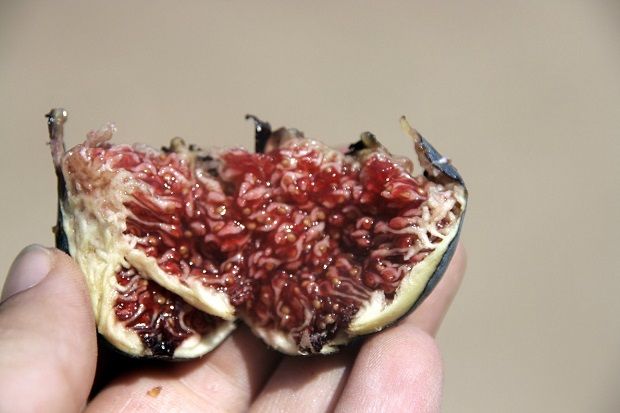 Μεζές με φρέσκα σύκα