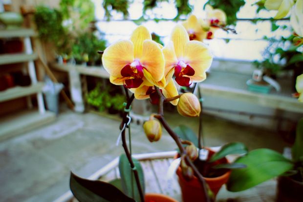 Μη φοβάστε τις ορχιδέες!