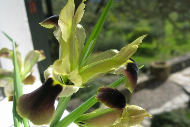 Μια άγρια ίρις για τις απόκριες