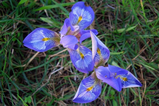 Μια άγρια ίρις για τον χειμώνα