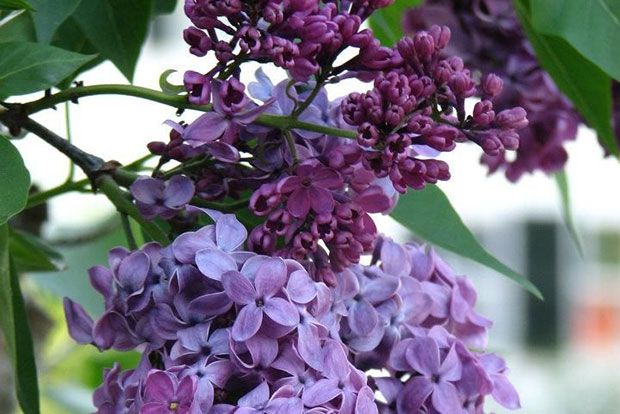 Μια πασχαλιά για το Πάσχα