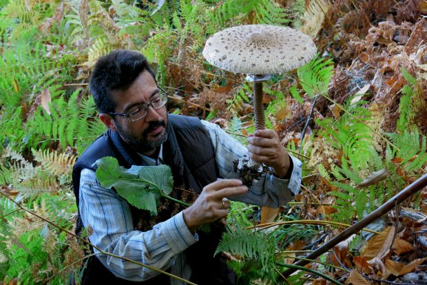 Μια ψηλολελέκα στην κουζίνα μου