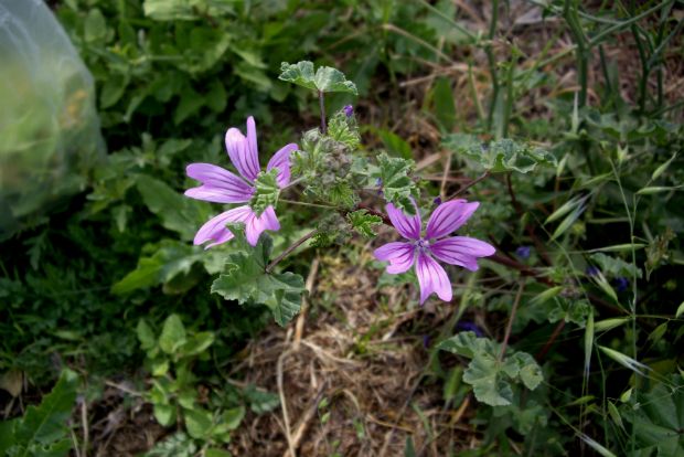 Μολόχα: απ’ τα σαλόνια στα αλώνια!