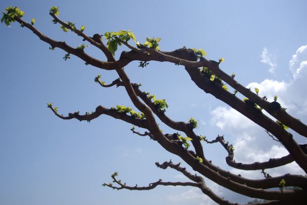 Μουριά: τα δάκτυλα της Άνοιξης