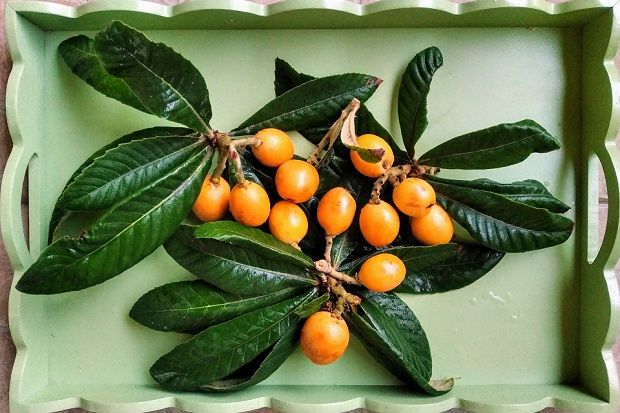 Μούσμουλα: Καιρός για μαρμελάδα και λικέρ