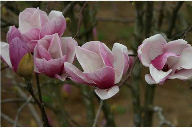 Μπανάνα – όχι για μένα, για τη μανόλια