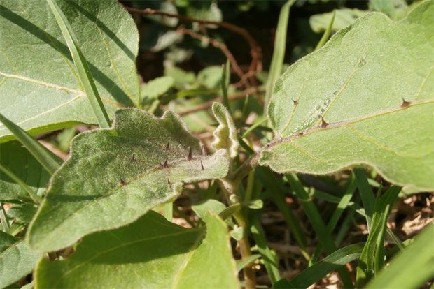 Μποστάνι – καλοκαιρινές φροντίδες