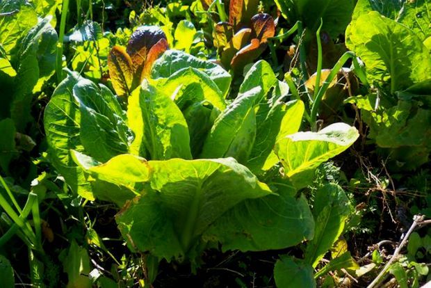 Μποστάνι: οι βασικές αρχές