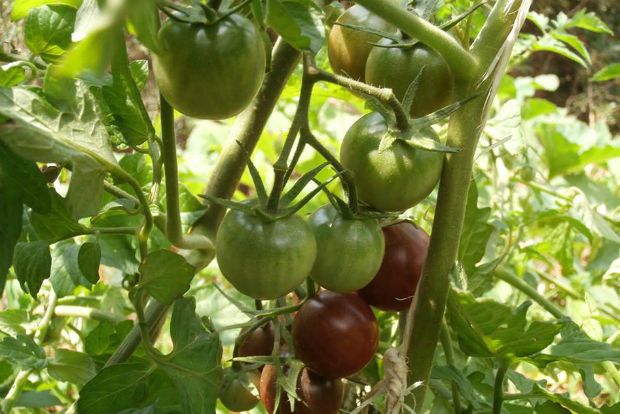 Μποστάνι: όσα μου έμαθε το καλοκαίρι