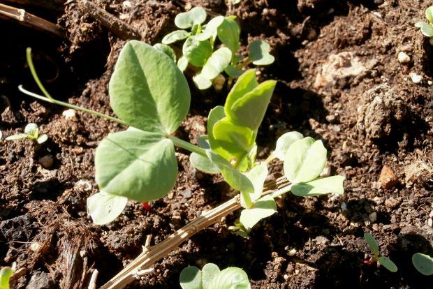 Μποστάνι στην ταράτσα: αρακάς, παντζάρι, σπανάκι…