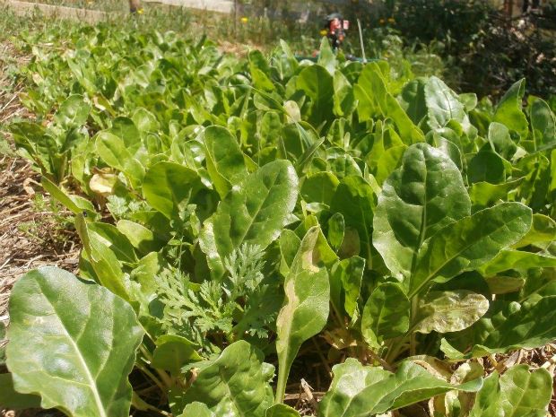 Μποστάνι στην ταράτσα: έλα να μάθουμε!