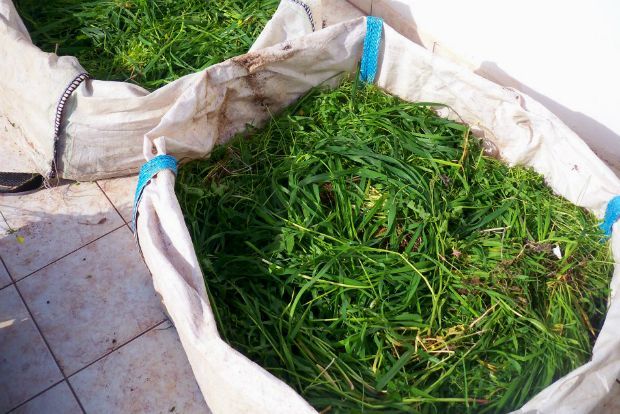 Μποστάνι στην ταράτσα: μαρούλια στο σακί