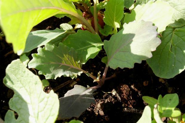 Μποστάνι στην ταράτσα: μετά τη βροχή