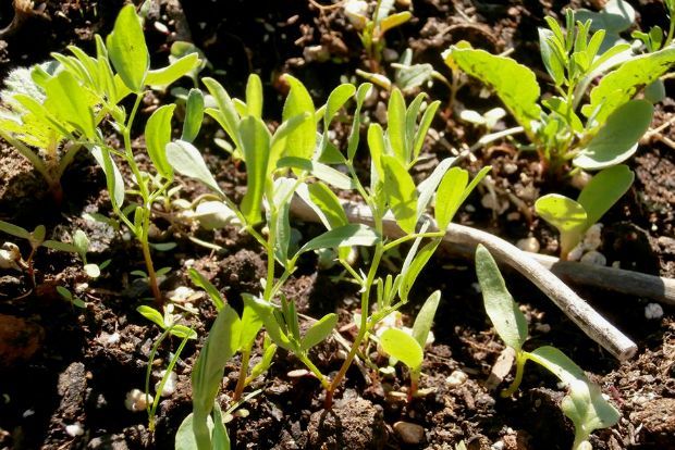 Μποστάνι στην ταράτσα: σπέρνουμε σαλατικά