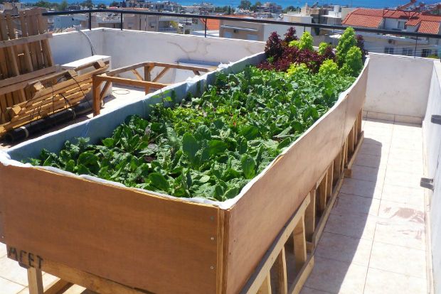 Μποστάνι στην ταράτσα, βήμα-βήμα