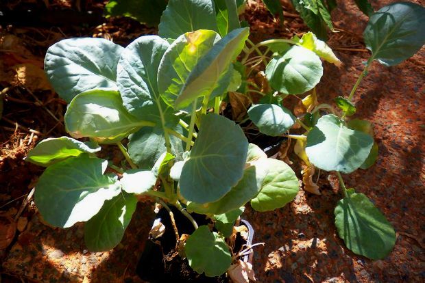 Μποστάνι: βόλτα για τη συγκομιδή του Οκτώβρη