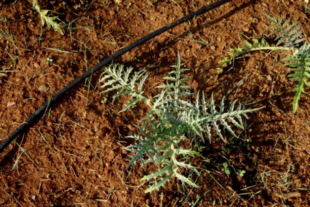 Μποστάνι – βρέφος, ενός μηνός