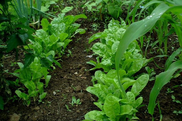 Μπράβο Άλκη, επίμονε bostanista