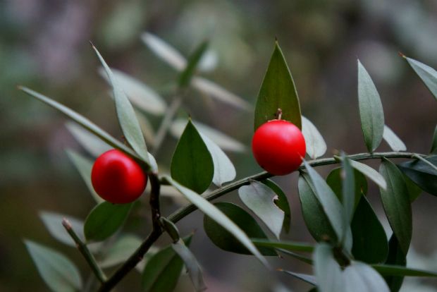 «Μπρουσκάντολο»: Μια μαγική λέξη