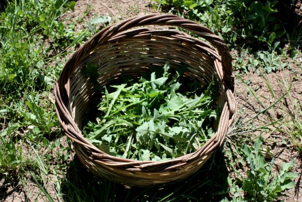 Μυρωδάτα χόρτα του βουνού