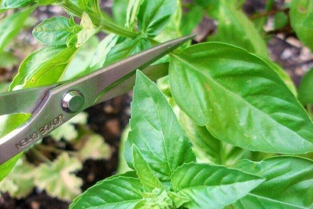 Να ευωδιάζει ο βασιλικός και τον χειμώνα!