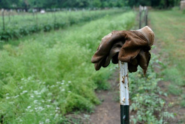 Να γίνω αγρότης ή να μη γίνω;