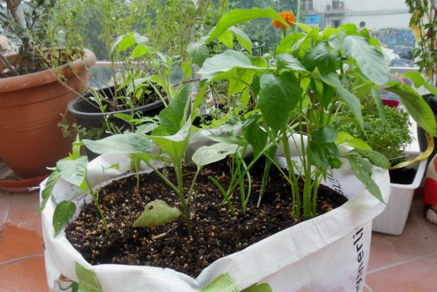 Ένα όνειρο μεγαλώνει στην μποστανο-τσάντα