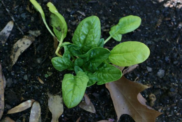 Να τος ο Γενάρης! Τι σπέρνουμε, τι φυτεύουμε;