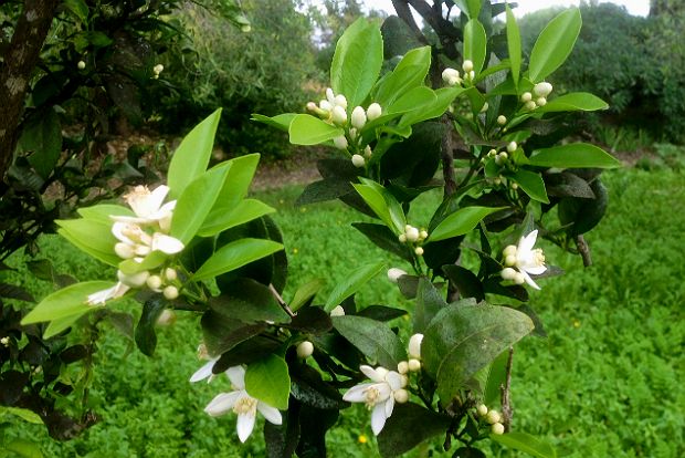 Ένα βουνό λεμόνια