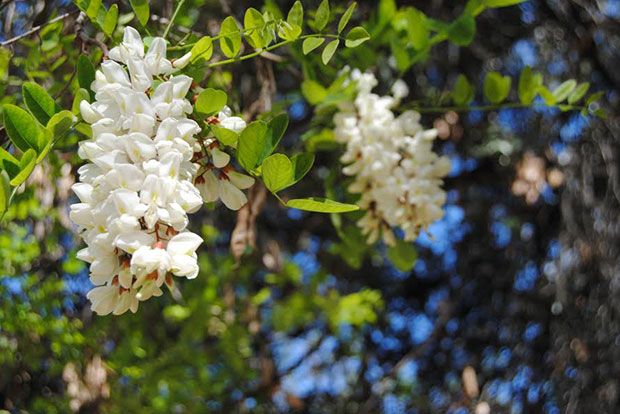 Ναι! τηγανίτα απ’ το δέντρο