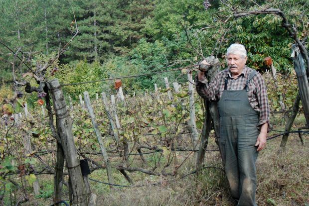 Ένας αειθαλής bostanista διδάσκει