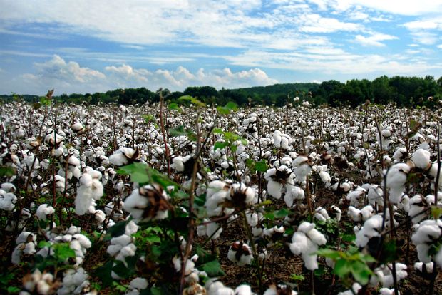 Ένας απλός αγρότης