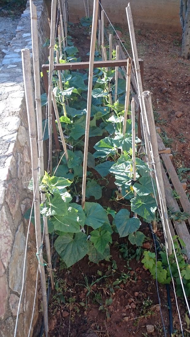 Νέα εσοδεία: αγγουράκια!