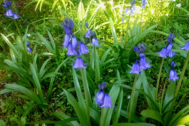 Όνειρα παιδιών, καημοί ενηλίκων και γαλάζιες καμπανούλες