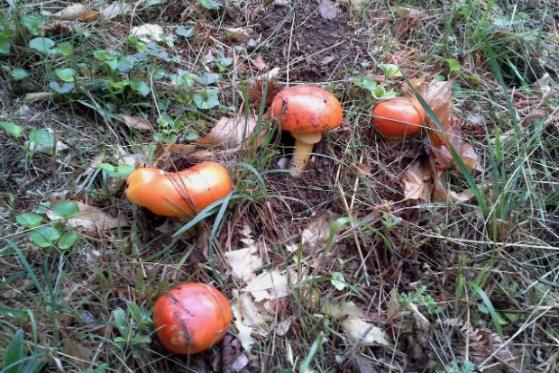 Νερατζάκια πηλιορείτικα, ψητά με μυζήθρα