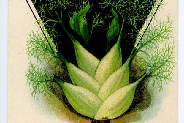 Νηστεύω – δεν νηστεύω: σούπα με μάραθο