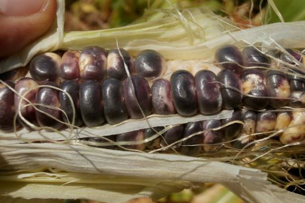 Νοέμβρης: στο μποστάνι με λιακάδα