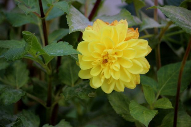 Ντάλιες: η ώρα είναι τώρα