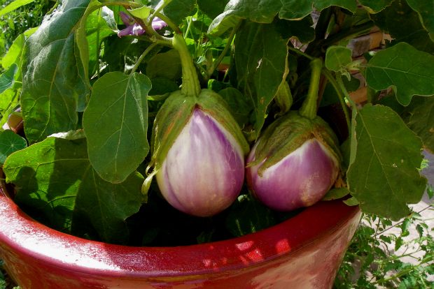 Ντοματιές και μελιτζάνες σε γλάστρα: οδηγίες και συμβουλές