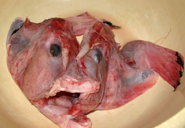 Ντουέτο πεσκανδρίτσας