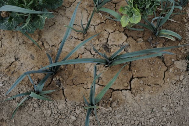 Άνυδρη καλλιέργεια: οδηγίες και συμβουλές