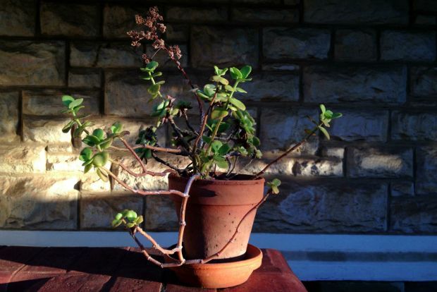 Ο δεκάλογος της σωστής μεταφύτευσης