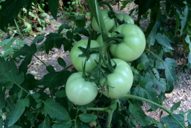 Ο δικός μου bostanista