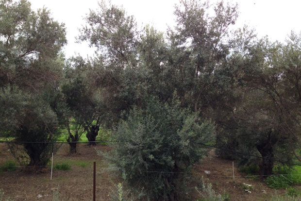 Ο ελαιώνας του αίσχους στην Ιερά Οδό