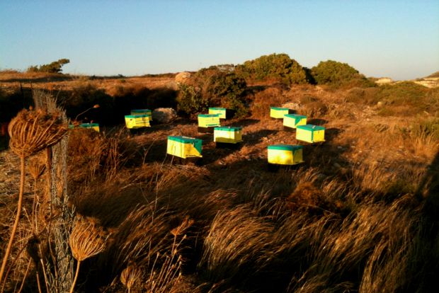 Ο εραστής των μελισσών