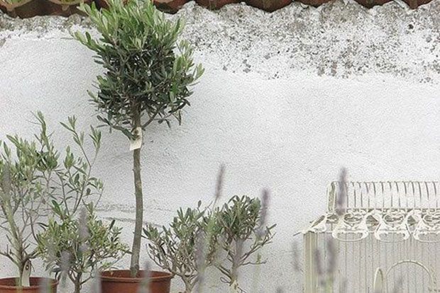 Ο γεωπόνος απαντά: ελιές στο μπαλκόνι