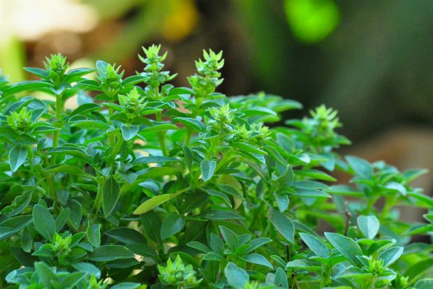 Ο γεωπόνος απαντά: ο κήπος μου νοσεί!