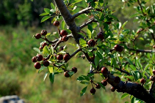 Ο γεωπόνος απαντά: πώς εξημερώνω τις αγριοαχλαδιές;