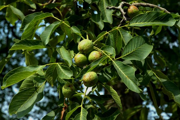 Ο γεωπόνος απαντά: πώς θα καρπίσει η καρυδιά;